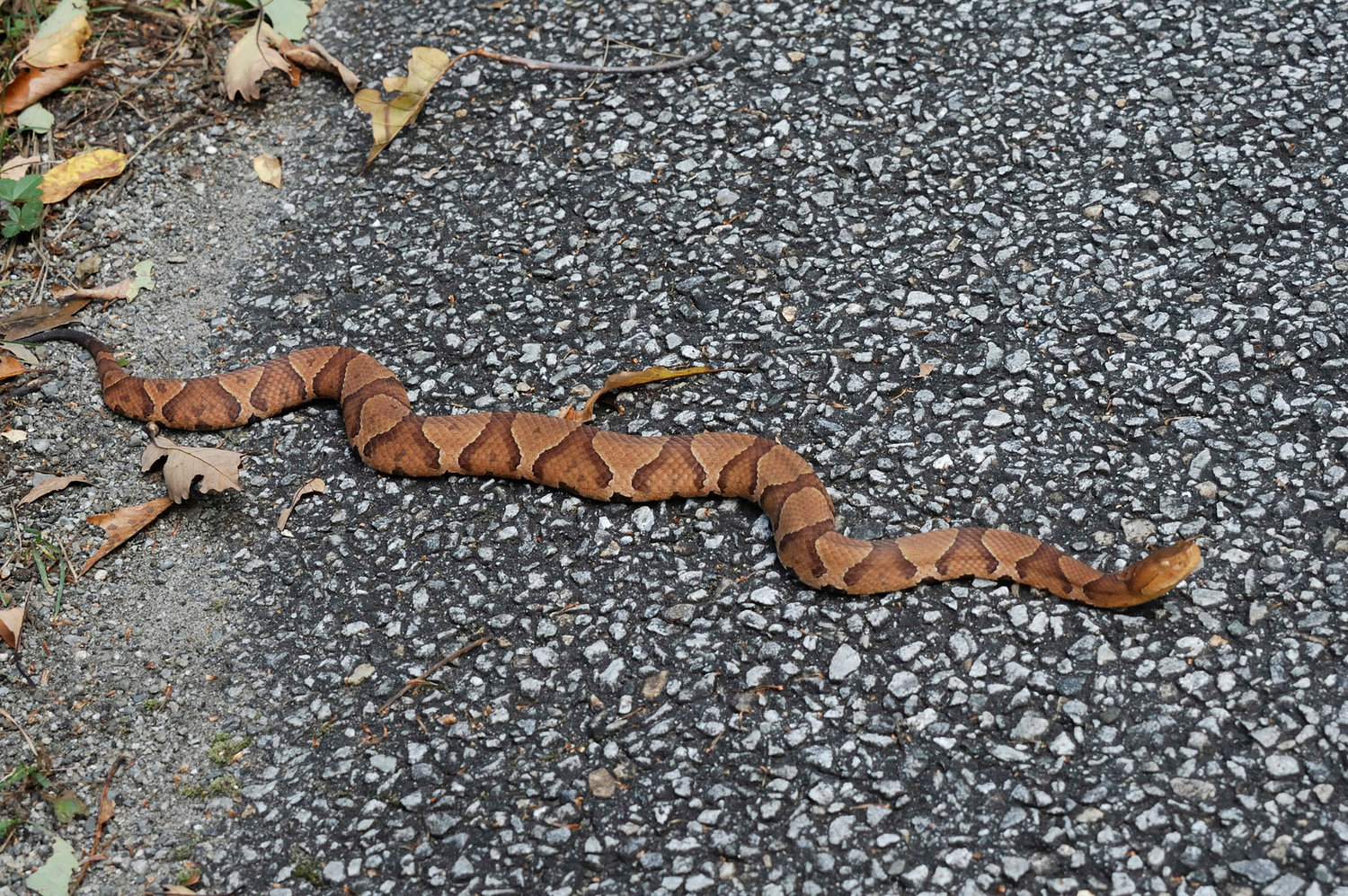This is a Northern copperhead shown for comparison. The back markings are bands rather than spots and alternate between light and dark brown. The head is wide and is usually held up at a 45-degree angle, as shown here. Copperheads are pit vipers, and the loreal pit used for sensing prey are faintly visible just forward and down from the eye.